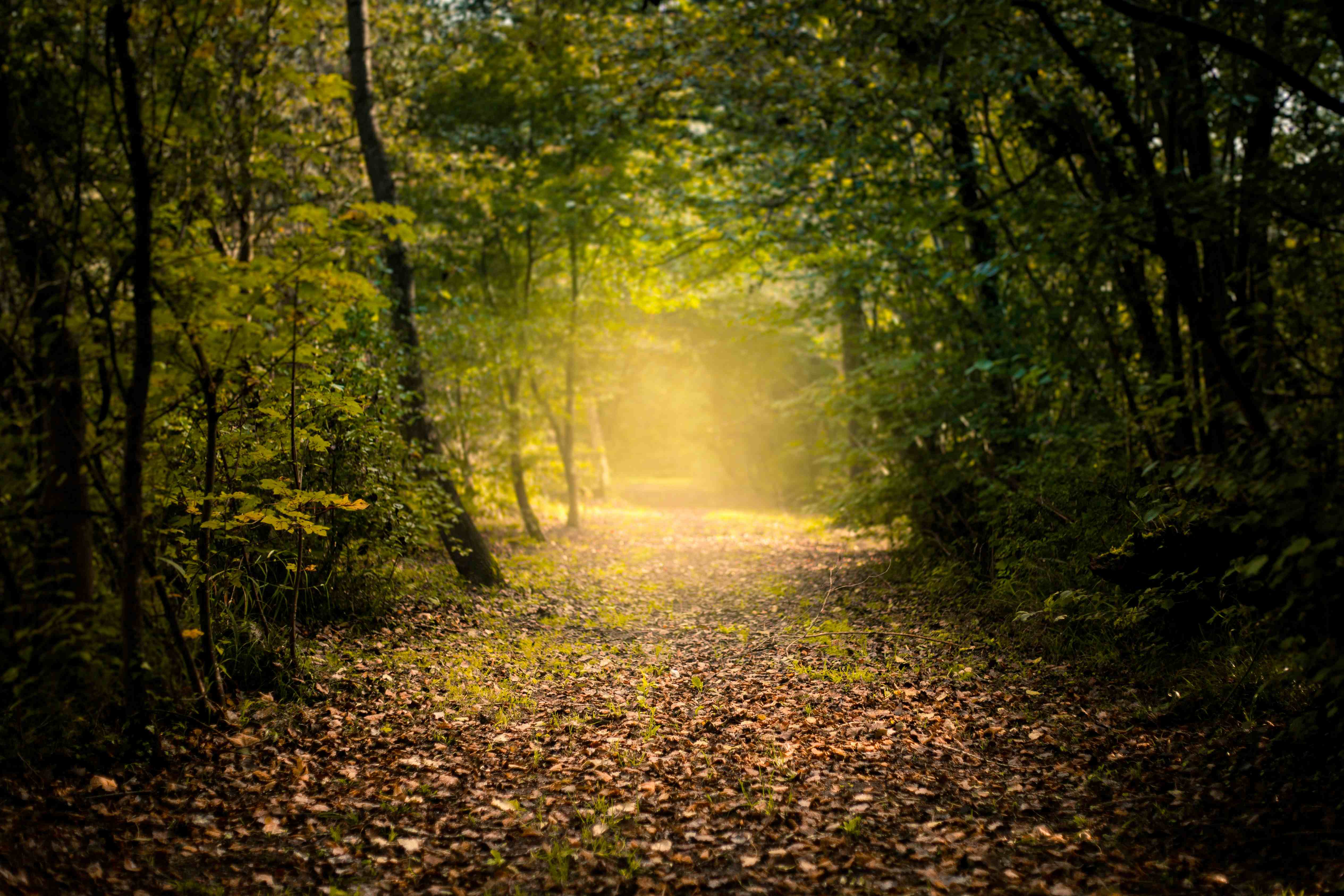 Peaceful forest path with sunlight